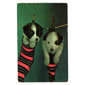 Vintage Puppies Hanging In Striped Socks Postcard The Monday Wash Hartford Conn